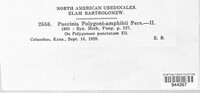Puccinia polygoni-amphibii image
